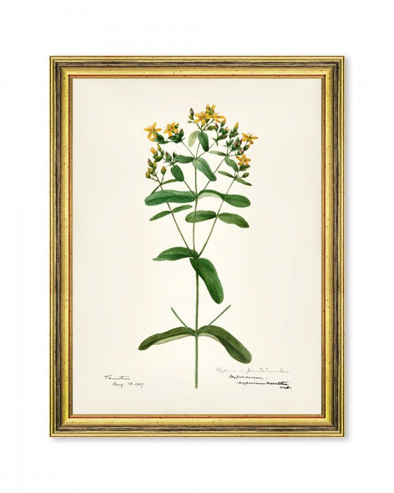 Botanical print. Black wooden frame.I