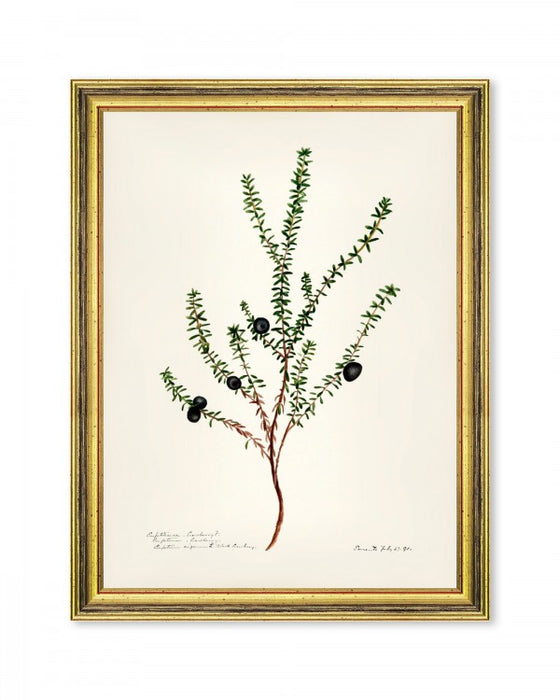 Botanical print. Black wooden frame.VII