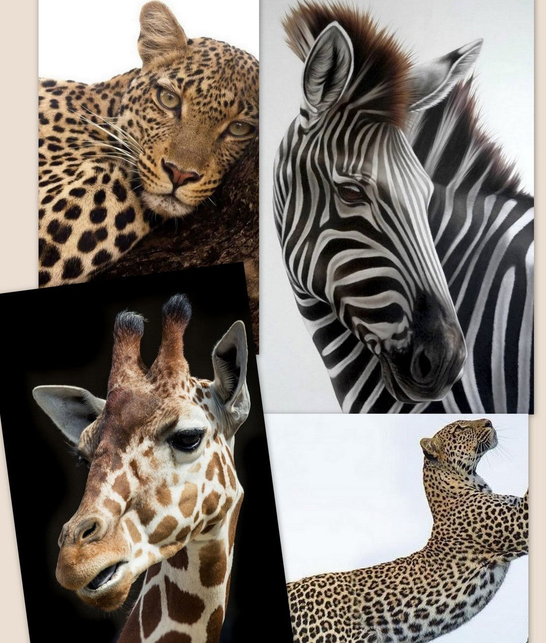 Collezione Animalier e Corni