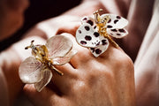Collezione Le Orchidee