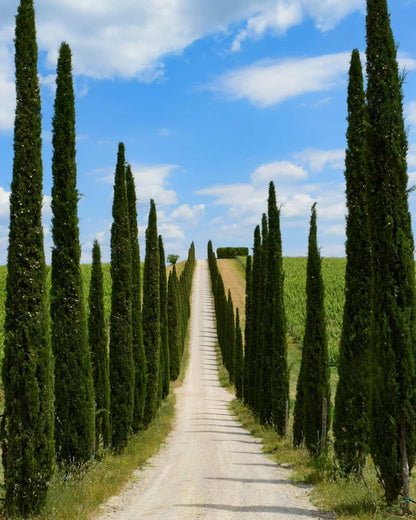 Anello smalto 'Cipresso'