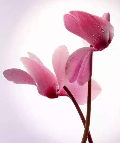 Enamel ring 'Cyclamen'