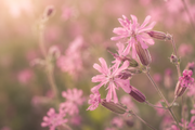 Anello 'Rosa Silene'
