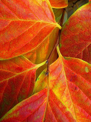 Enamel bracelet M mm 15 'Foliage'