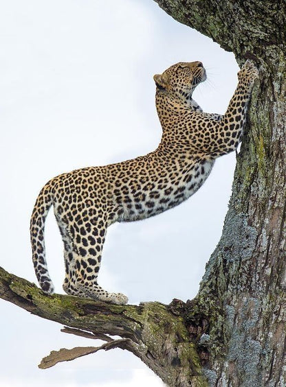 Anello Animalier 'Leopardo'