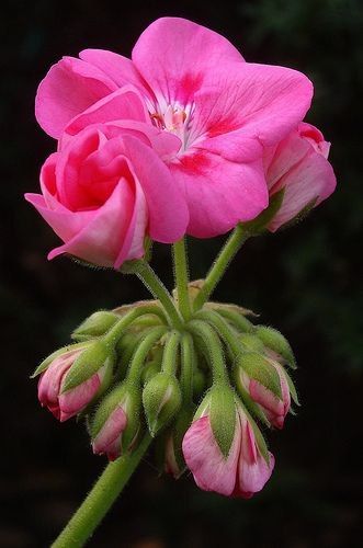 'Geranium' Enamel Bracelet, 30mm