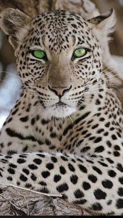 Cheetah Animal Print Ring