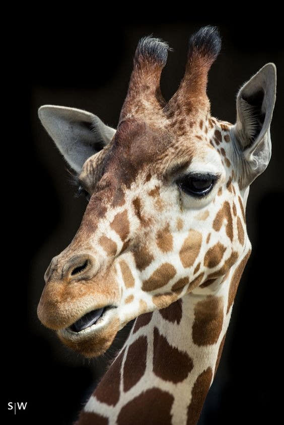 Bracciale Animalier Giraffa