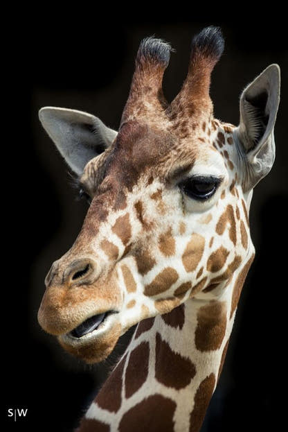Bracciale Animalier Giraffa