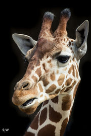 Bracciale Animalier 'Giraffa'