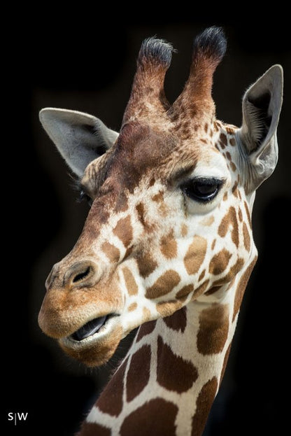 Anello  Animalier 'Giraffa'