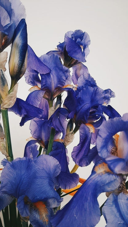 Anello smalto 'Viola'