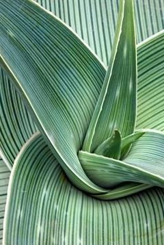 Anello smalto  'Verde Aloe'