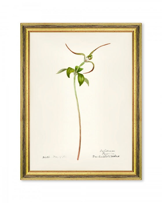 Botanical print. Black wooden frame.VIII